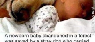Dog+saved+abandoned+baby