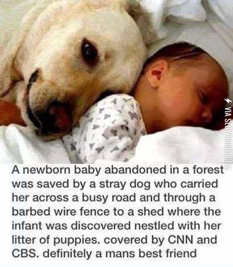 Dog+saved+abandoned+baby