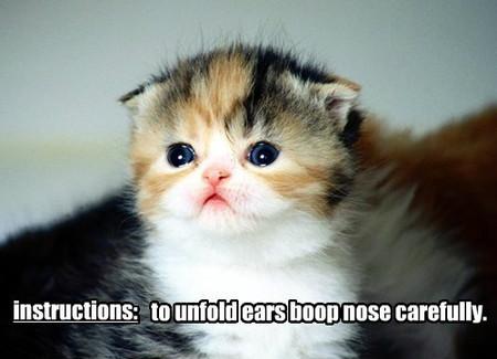 To+Unfold+Ears+Boop+Nose+Carefully