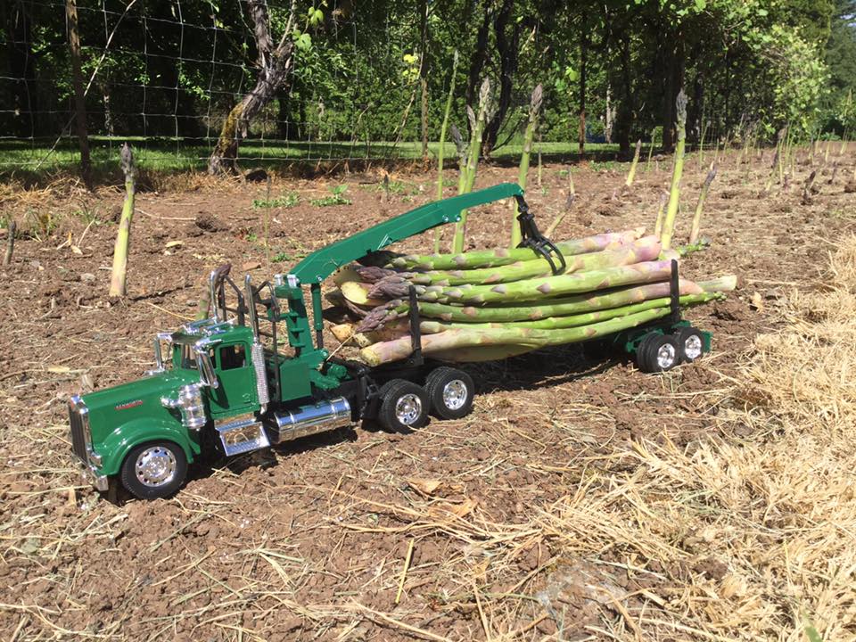 Asparagus+hauling