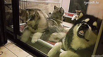 Dad+needs+a+break+from+the+pups.