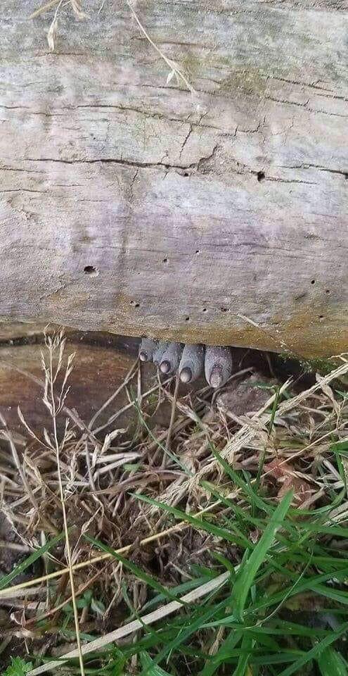Fungus+called+%26%238216%3BDead+Man%26%238217%3Bs+Fingers%26%238217%3B