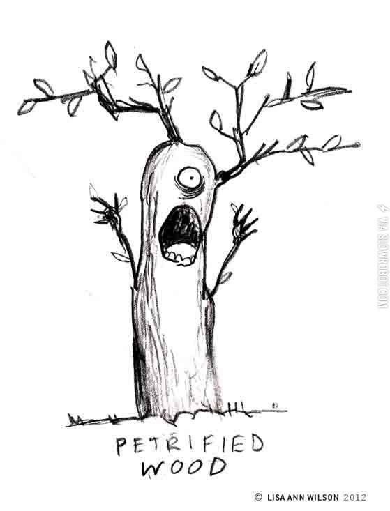 Petrified+wood.