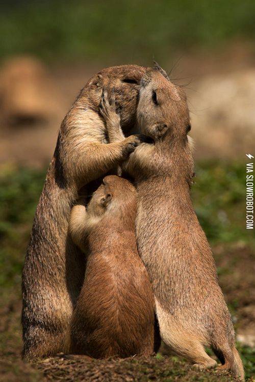 Prairie+dog+family