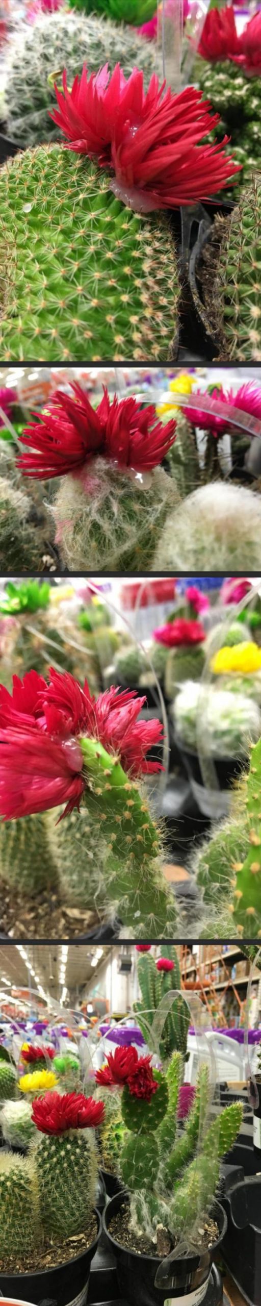 Home+Depot+cactus+has+glued+on+flowers