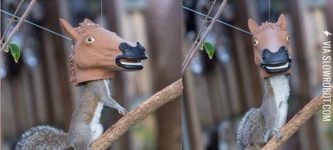 Squirrel+Feeder