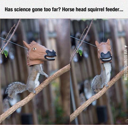 Squirrel+Feeder