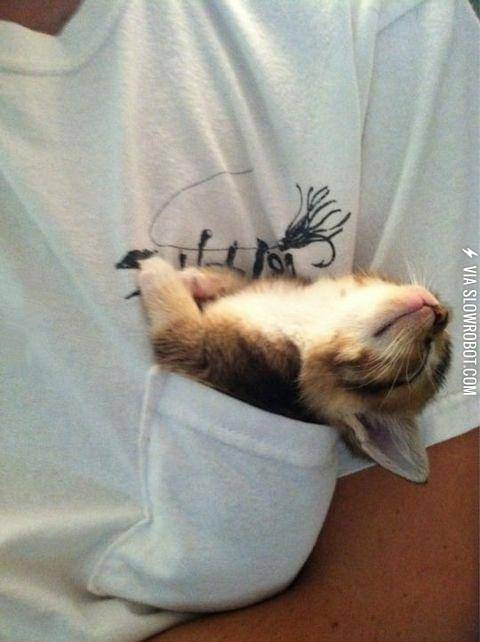 Pocket+kitten