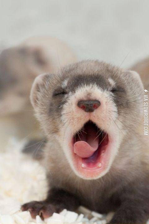 yawns+are+contagious