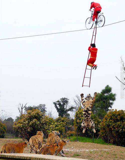 Just+a+normal+tight+rope+trick