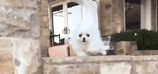 Pomeranian+miscalculation