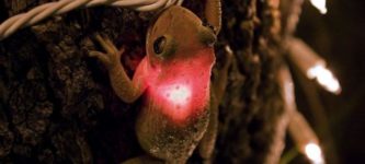 This+frog+biting+a+lightbulb
