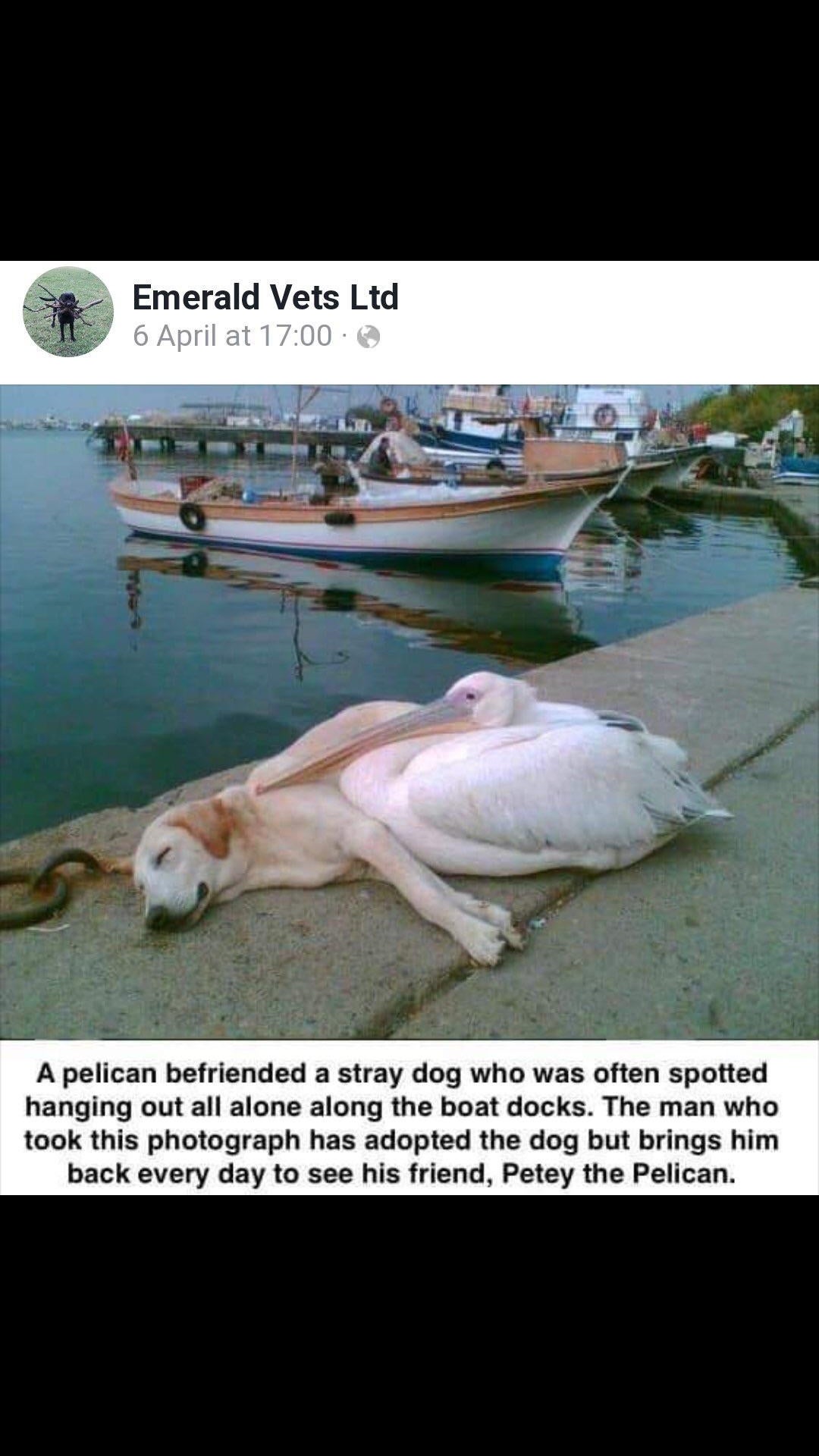 The+Fox+and+the+Hound+remix.