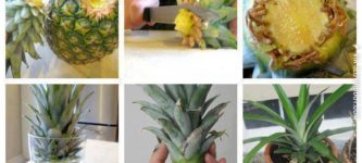 How+to+grow+your+own+pineapple.