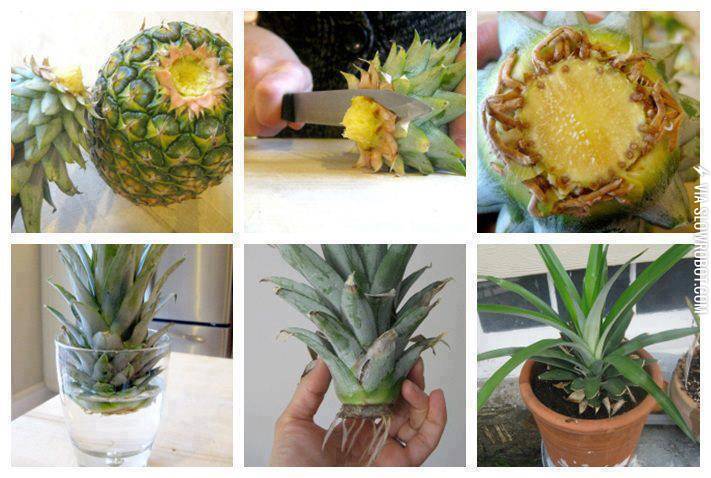 How+to+grow+your+own+pineapple.