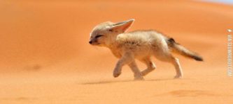 A+fennec+fox.