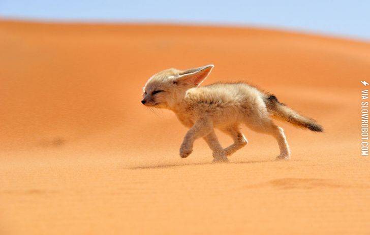 A+fennec+fox.