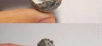 Hedgehog+rings.