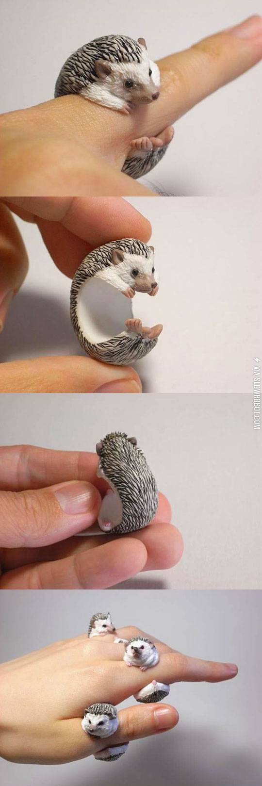 Hedgehog+rings.