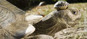 The+Cutest+Tortoise+Family