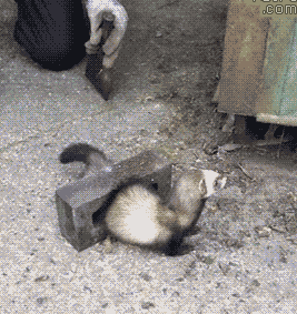 Helping+A+Ferret+Out