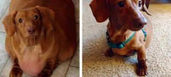 Dennis%2C+the+dieting+dachshund%2C+lost+79%25+of+his+body+weight.