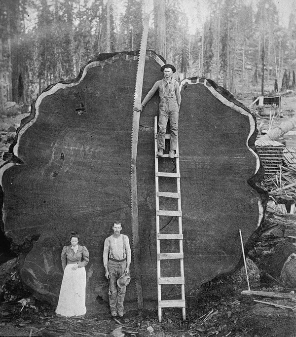 California+redwood+loggers%2C+early+20th+century.