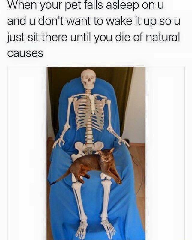 When+your+pet+falls+asleep+on+you