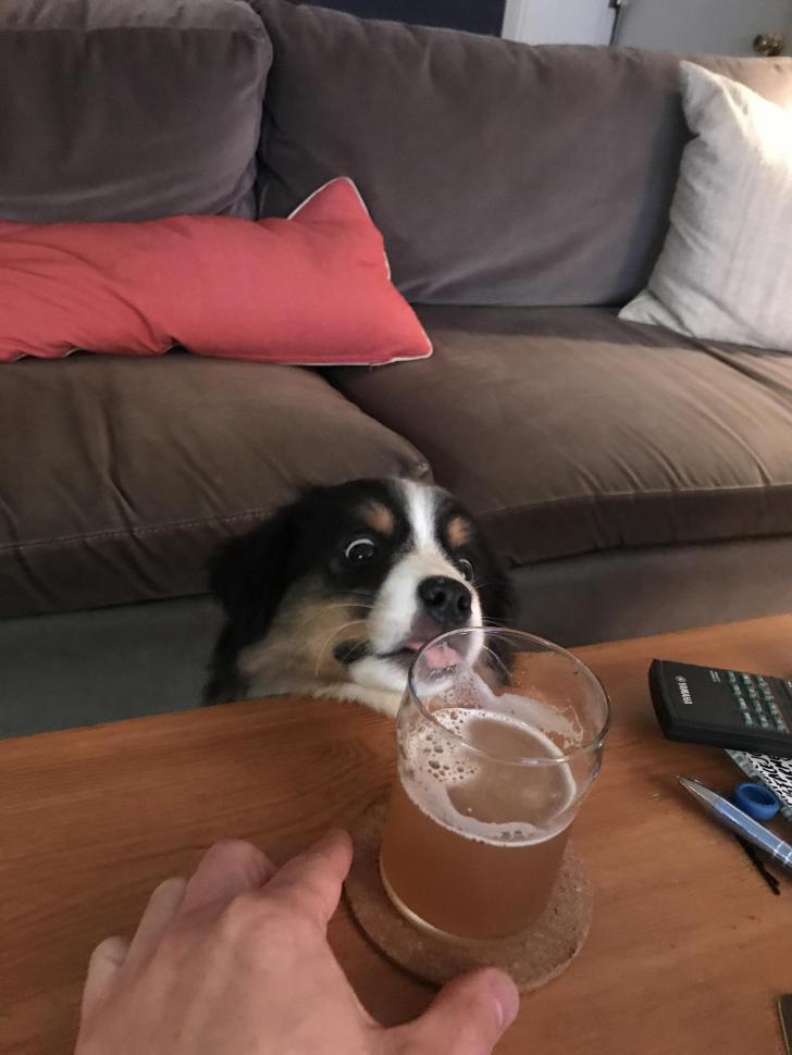 I+think+my+puppy+might+have+a+drinking+problem.