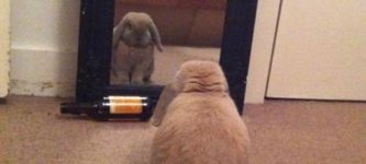 Introspective+Bunny+Considers+His+Life+Choices