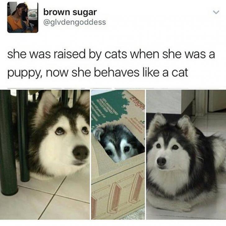 Husker+or+cate%3F+Or+both+0.0