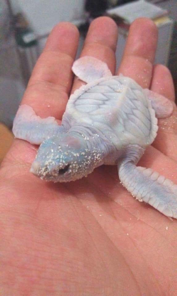 An+Albino+Turtle