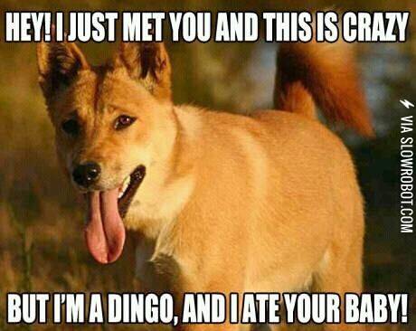 Scumbag+dingoes%21