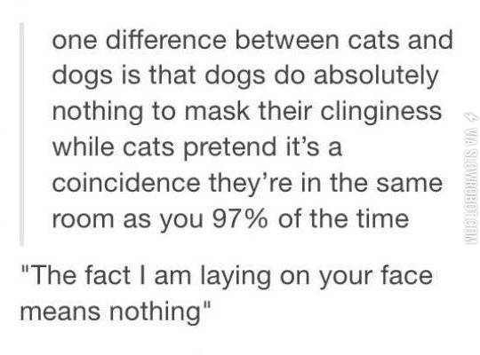 One+Difference+Between+Cats+And+Dogs