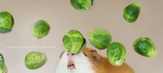Googles+hamster+and+brussel+sprouts+and+was+not+disappointed
