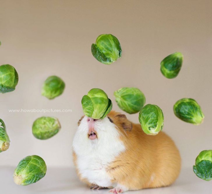 Googles+hamster+and+brussel+sprouts+and+was+not+disappointed