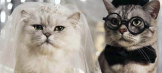 Cat+Wedding