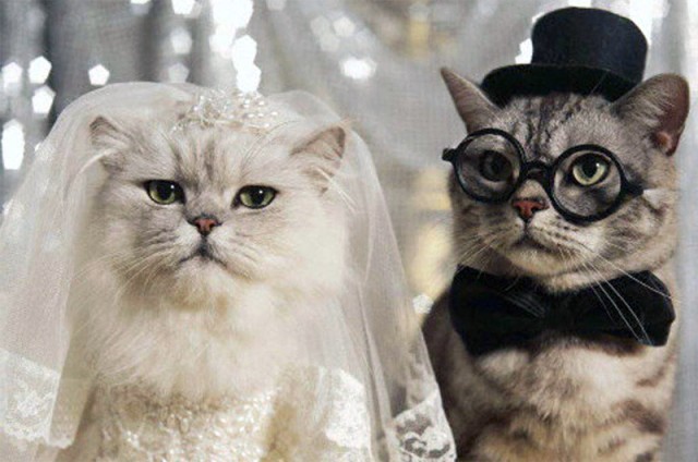 Cat+Wedding