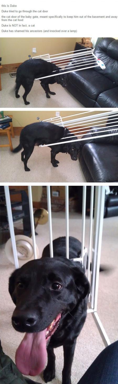 This+Dog+Has+Shamed+His+Ancestors