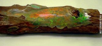 The+bark+of+a+160+million+year+old+tree+turned+to+opal
