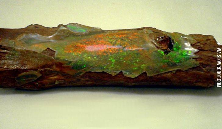 The+bark+of+a+160+million+year+old+tree+turned+to+opal
