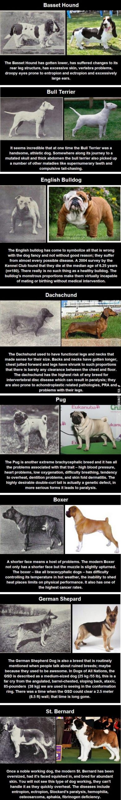 Dog+breed+changes+after+100+years+of+breeding.