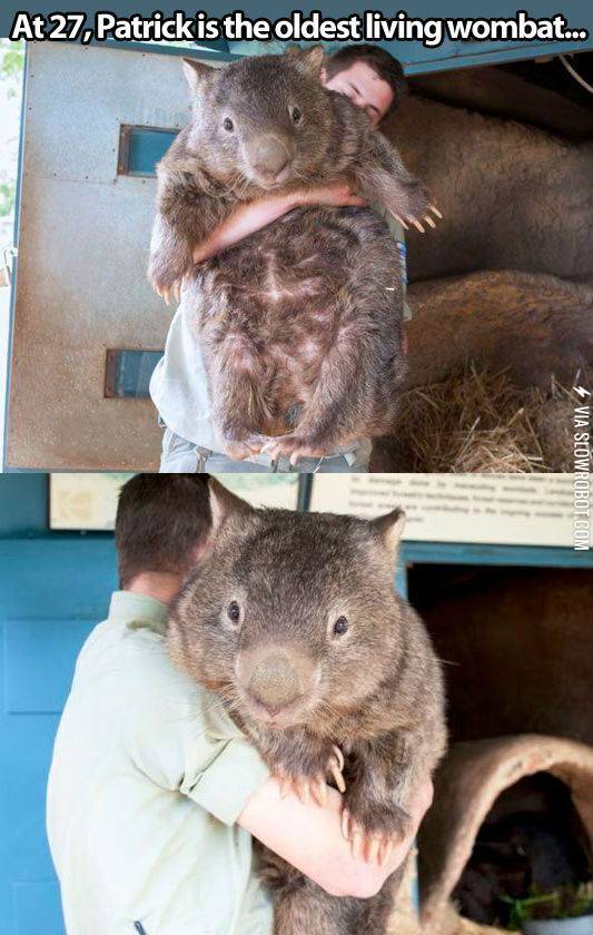 The+oldest+living+wombat.