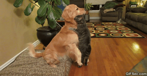 A+furry+love+affair.