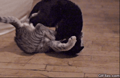 Attack+cats+in+training.