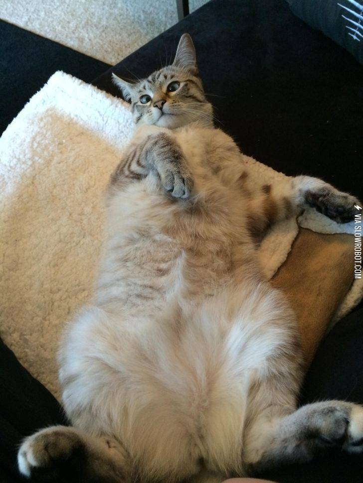 Go+ahead.+Try+to+pet+my+belly.