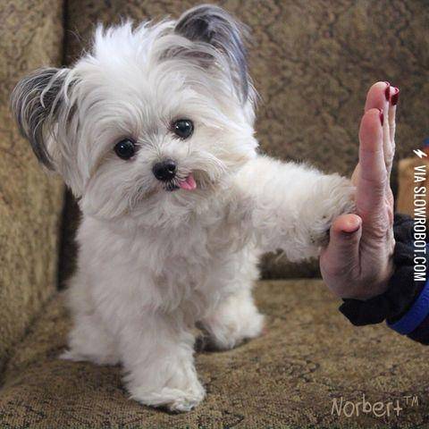 High-Five+from+Norbert%2C+3lb+registered+therapy+dog