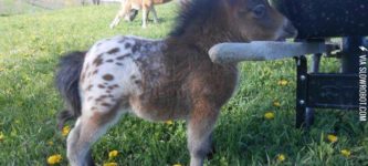 Oh.+My.+God.+It%26%238217%3Bs+a+baby%2C+Appaloosa%2C+mini+horse