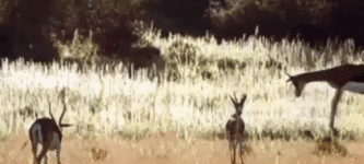 Gazelle+jump+in+slow+motion