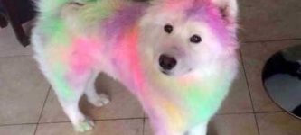 He+did+a+color+run+with+his+owner